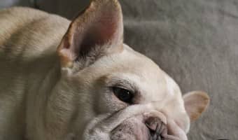 The best lazy dogs for your apartment are not always the smallest breed. Ever thought of having a Bullmastiff? Check out these best lazy breeds!