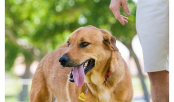 Dog park etiquette is important for making sure that all dogs are safe and they all have a good time. These simple dog park dos and don'ts can help.