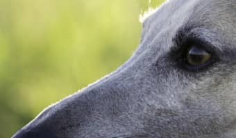 Right here we have your fun facts about Greyhounds in honor of Adopt a Greyhound Month! Check out some things you probably didn't know!
