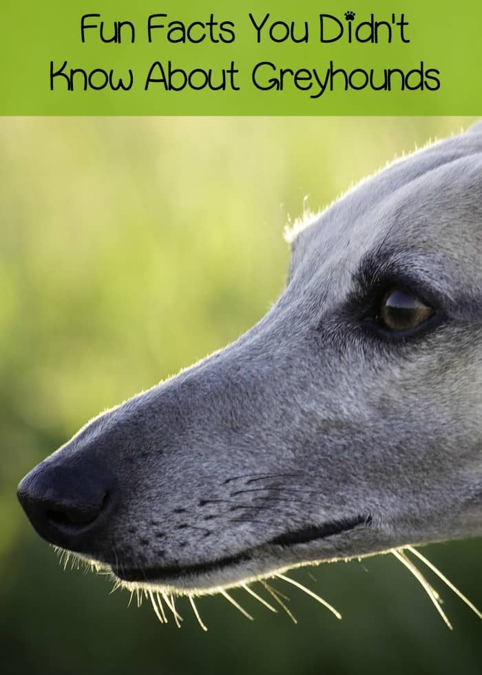 Fun Facts About Greyhounds You Probably Didn't Know