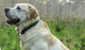 Thinking about bringing home a new canine companion but not sure where to start? Dog adoption events are one of the best places to connect with the perfect dog for your family. Check out five tips on how to search for an adoption event near you!