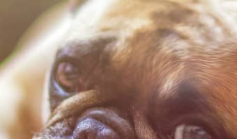Is there a not so toxic laundry soap for your dog’s things to help get the urine smell out? There are some things you can add to your laundry to help!