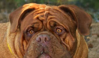 What is the best harness for your large dog? A harness is a great thing to use if you have never used one for your dog. Check out our faves!