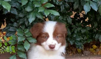 Right here, we have what you need for your puppy socialization party! Puppies need to be socialized with other pups and dogs. Check out what you need!