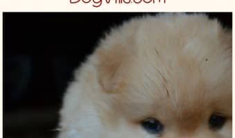 Aggressive Dogs lists are used by insurance companies to determine coverage and rates for dog owners. These breeds frequently make the aggressive dogs list.