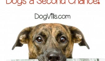 Animal Planet and the ASPCA teamed up to share the remarkable transition of six shy dogs in Second Chance Dogs. Check out the details!