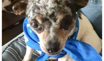 Picture this: you brought home a new puppy and can’t wait to snuggle that soft, sweet fur. Sadly, your pup is terrified of you and everything in your house. How can you soothe your anxious pup? Check out our tips using Adaptil, a drug-free solution, to soothe your puppy’s anxiety so you can get to the #FearFree snuggling! #ad