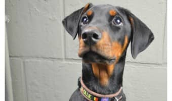 Apartments typically have a list of banned dog breeds. Check with your landlord about these banned dog breeds before adopting or renting.