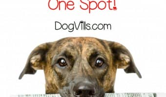 Miss the big stories from the canine world? Check out all the top dog news of the week in one spot!