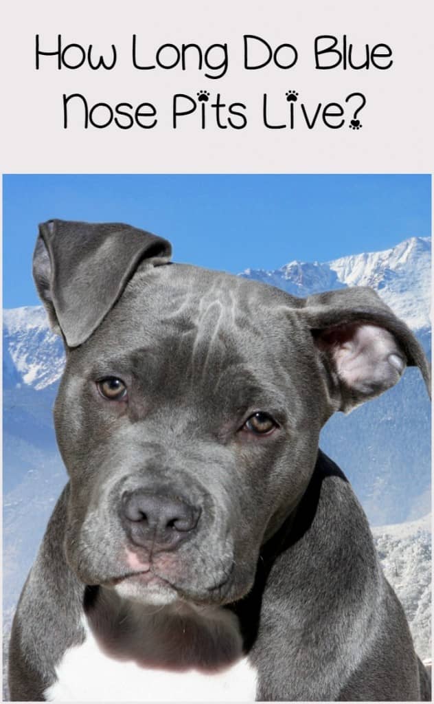 full grown blue nose pitbull male