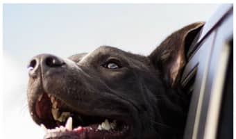 If you take your dog for rides in the car often, a good seat cover is one of the most important dog accessories you’ll need for your own sanity. No one likes cleaning up muddy foot prints or trying to get wet dog smell out of their upholstery, right? Check out our picks for the best dog car seat protectors to keep Fido from wrecking your car.
