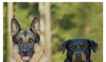 Wondering which fab famous people literally run with the big dogs? Check out our favorite celebrities who log large dog breeds!