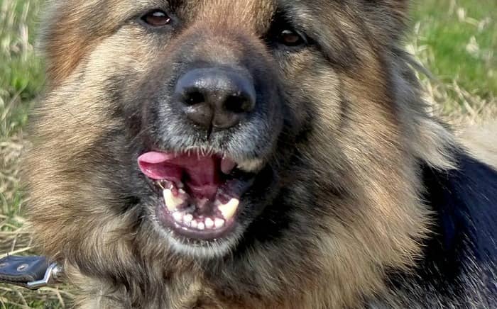 Clean teeth are a barrier against disease and sickness for your dog. Make sure your dog has clean teeth and a healthy mouth for a healthy life.
