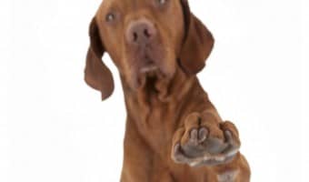 When it comes to dog training, few methods cause more confusing than the click method. How does clicker training work? Should you reward your dog every time you click? Is the click itself a reward? We’re talking about the click debate and sharing some clicker training basics to hopefully demystify the method once and for all. Come check it out!