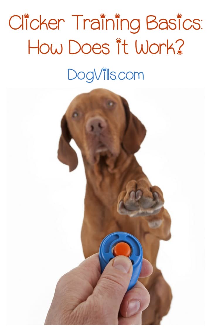 How Does Clicker Training Work? DogVills