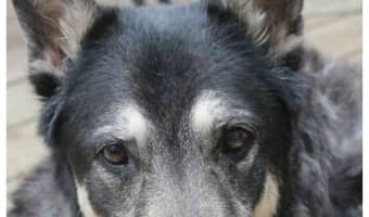 Coping with the loss of your dog isn't easy for you or your other pets. Read on for tips from experience on filling the hole in your heart & your home.
