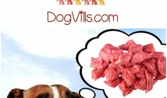 Eating too fast can open up your dog to bloat, a painful and potentially deadly condition. Here are some ways to prevent eating too fast and possible bloat.