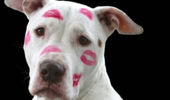 Wondering who among the famous are loyal to the lovable pit? Check out our favorite 15 famous celebrity pit bull owners!