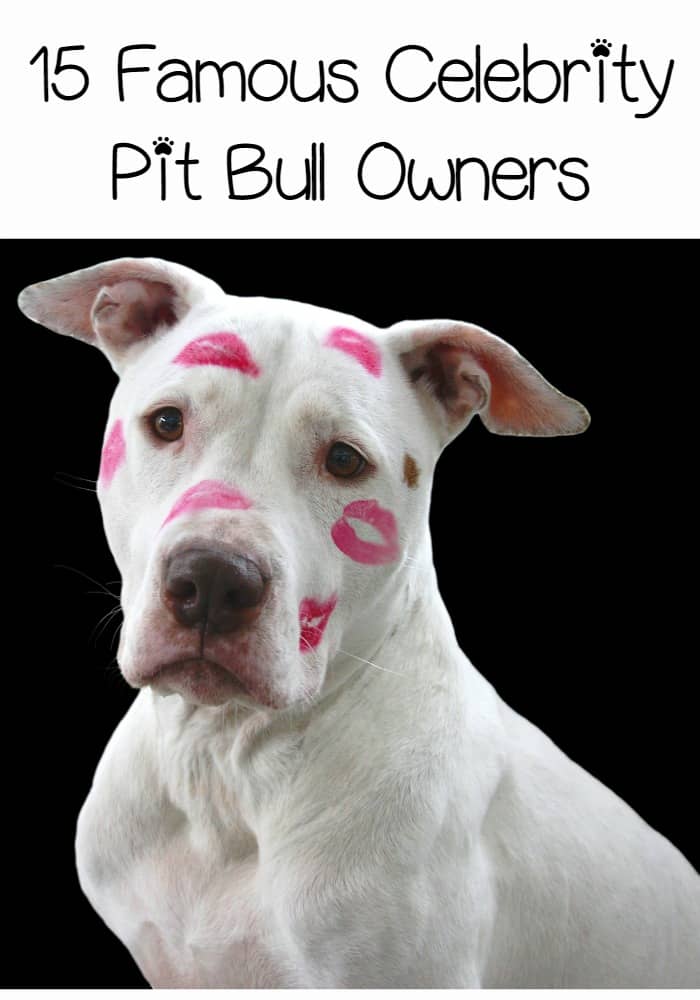 Famous Celebrity Pit Bull Owners - DogVills