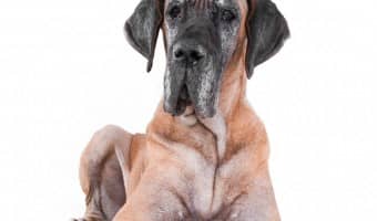 Great Dane Archives Dogvills Apartment Living With A Great Dane Is So Easy It S Almost Unbelievable Even Though Danes Are Giant Breed They Extremely Laid Back And Docile
