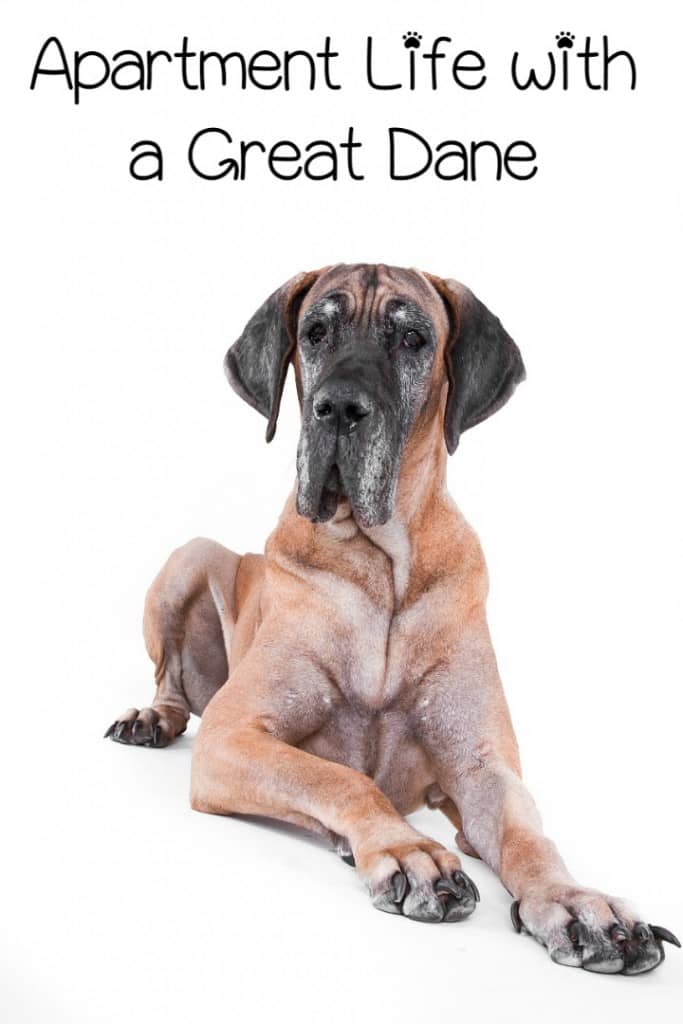 Apartment Living with a Great Dane - DogVills