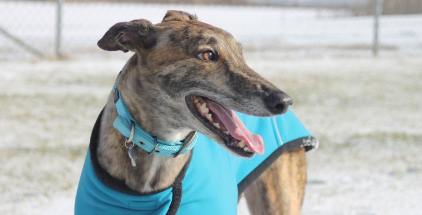 Fun Facts About Greyhounds