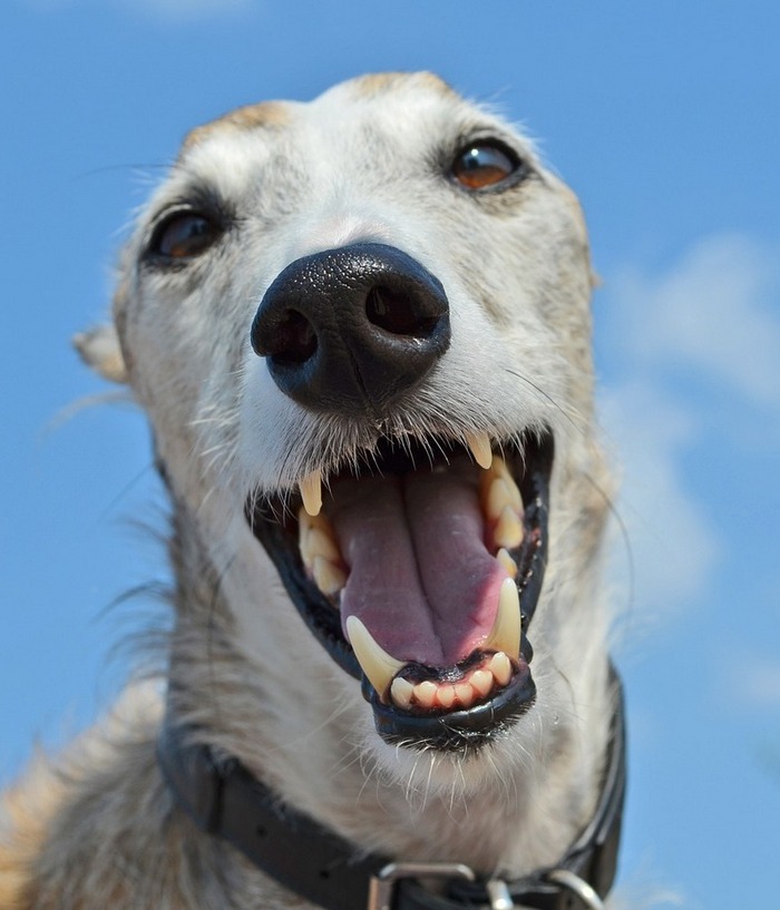 Fascinating and fun facts about greyhounds