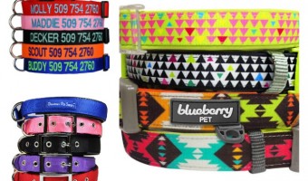 Looking for the best large breed collars for your dog? Look no further! We have the collars you have been searching for right here!
