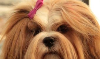 Small breed dogs can be just as aggressive as large breed ones. Here's a list of some of the most aggressive small breed dogs out there.