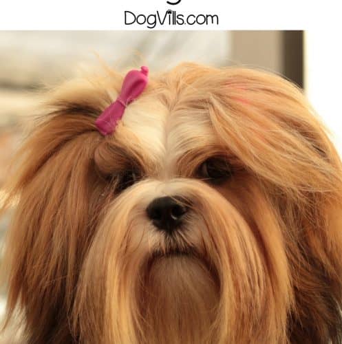 Small breed dogs can be just as aggressive as large breed ones. Here's a list of some of the most aggressive small breed dogs out there.