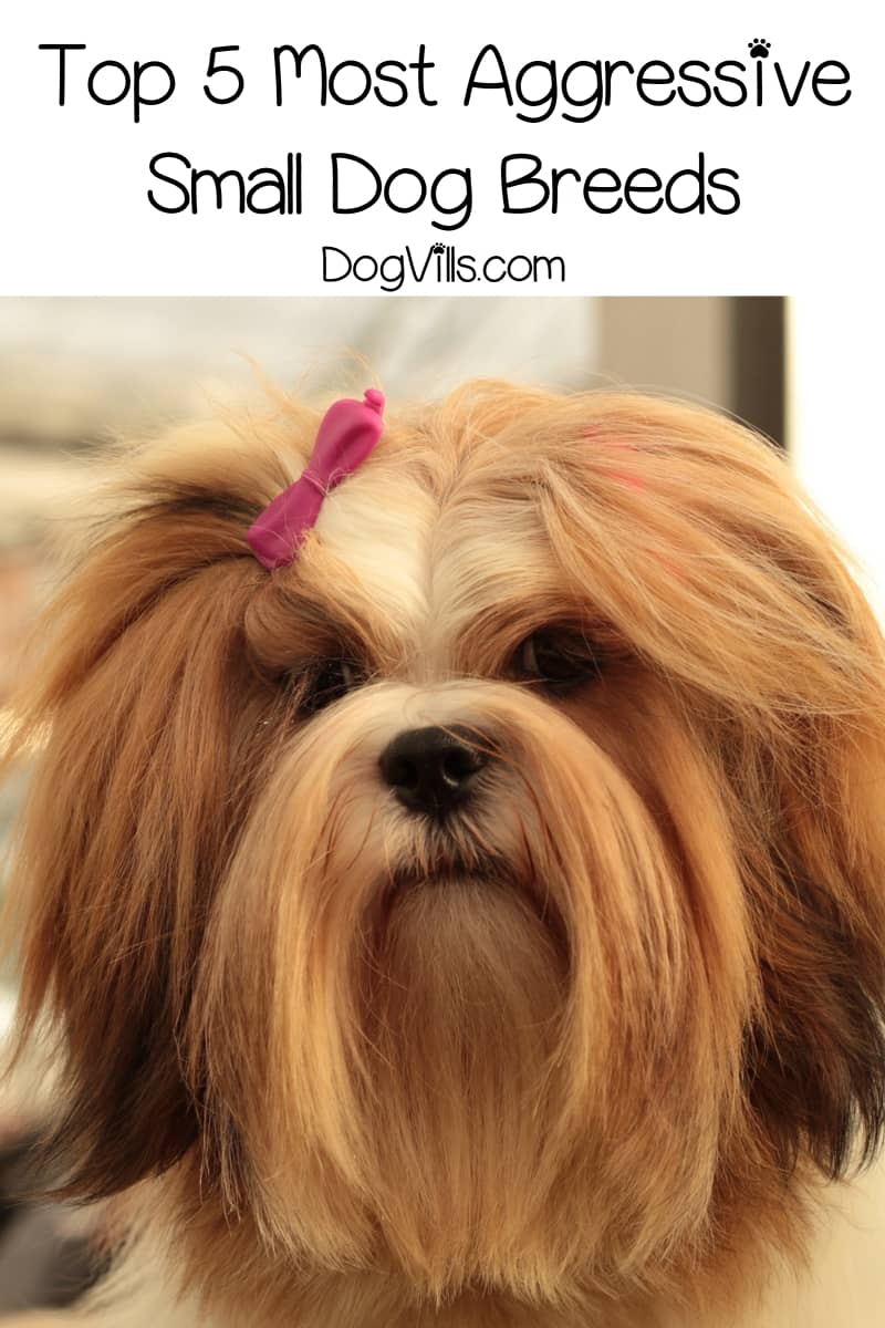 8 Most Aggressive Small Breed Dogs Because Small Bites are Just as Bad as Big Ones! DogVills