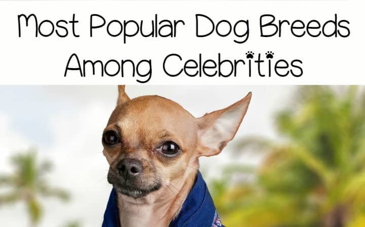  Top  3 Most Popular Dog Breeds Among Celebrities DogVills