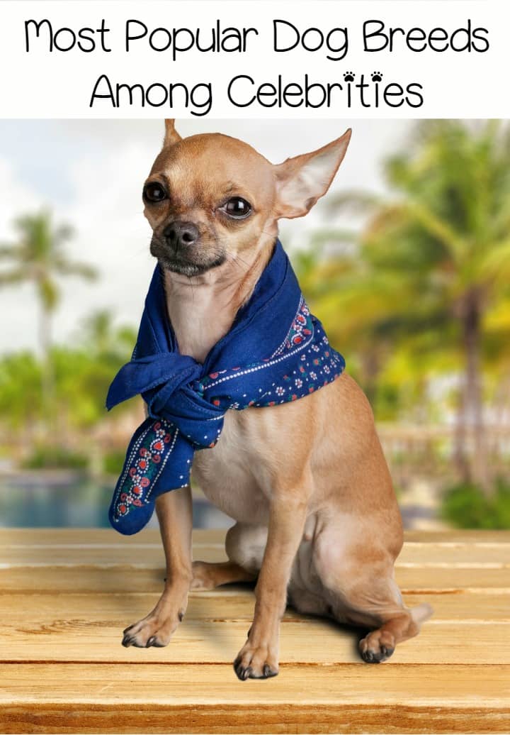 Top 3 Most Popular Dog Breeds Among Celebrities - http://www.dogvills.com