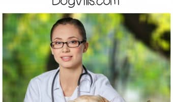 Prevent Lyme Disease in Dogs Month may be an awkward mouthful to say, but it's extremely important. Every April, the importance of preventing Lyme disease is highlighted with Prevent Lyme Disease in Dogs Month because April is the month when dogs are most prone to contracting this disease. In honor of this important month let's take a look at how we can keep lyme disease our of our pet's lives.