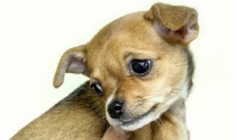 Looking for puppies who will love your apartment life? There are plenty to choose from (more than you may think!), but we narrowed down the list to 5 of our favorite dogs who can handle living in apartments. Ready to check them out?