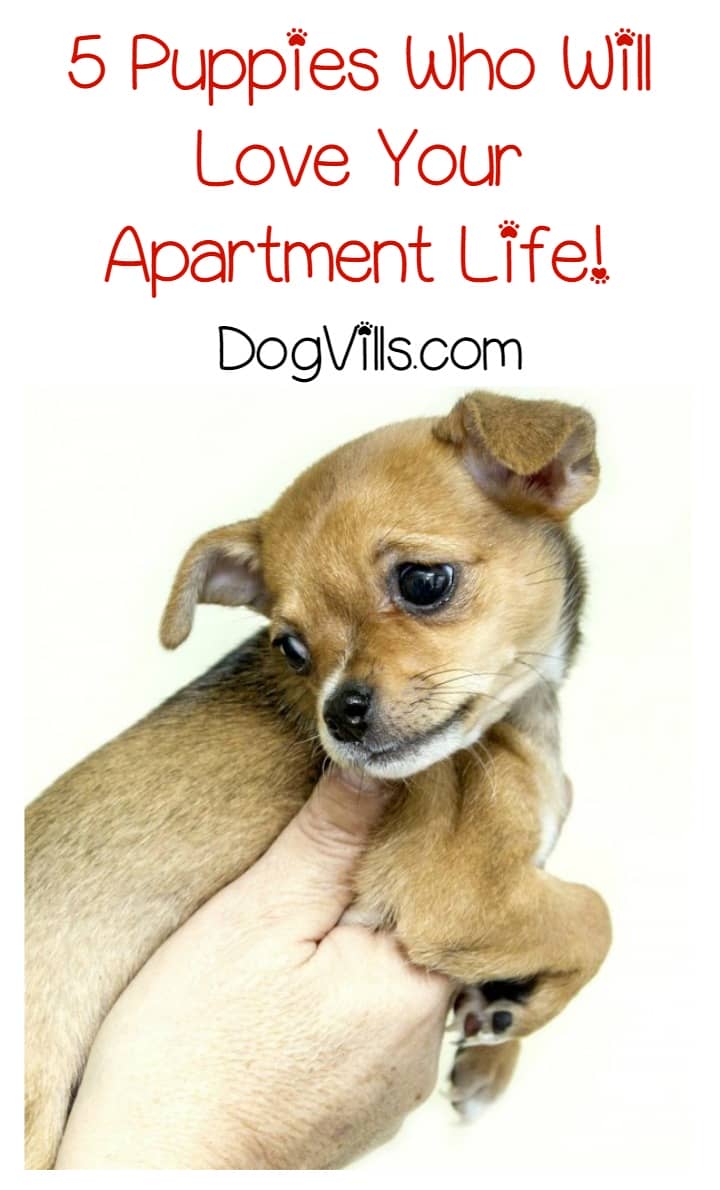 5 Puppies Who Will Love Your Apartment Life 5 Puppies Who Really Don T Mind Apartment Life