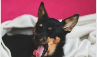 Restless sleep and pacing can be signs of distress in your dog. While dogs do seem to dream, a restless dog is probably not suffering from nightmares. Rather, they are probably experiencing some sort of physical discomfort causing them to be unable to sleep. Learn more about the cause of nightmares and restless sleep in dogs.
