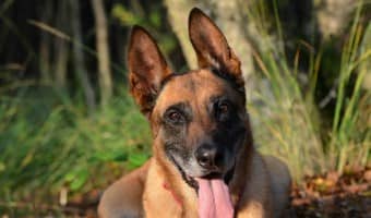 We know that spaying or neutering our dogs is the responsible thing for the pet population, but are there downsides to the procedures? Check out the pros and cons before deciding for yourself to snip or not to snip!