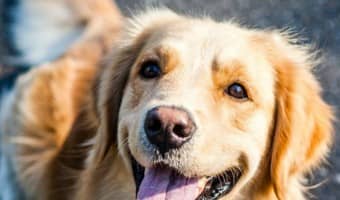 Just who is the top dog? Check out the list of America's 50 favorite dog breeds to find out! Did your pooch make the cut?