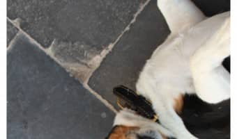 The signs and symptoms of vertigo in dogs are very similar to those in humans. Learn the signs and how to help your dog when his world starts spinning!