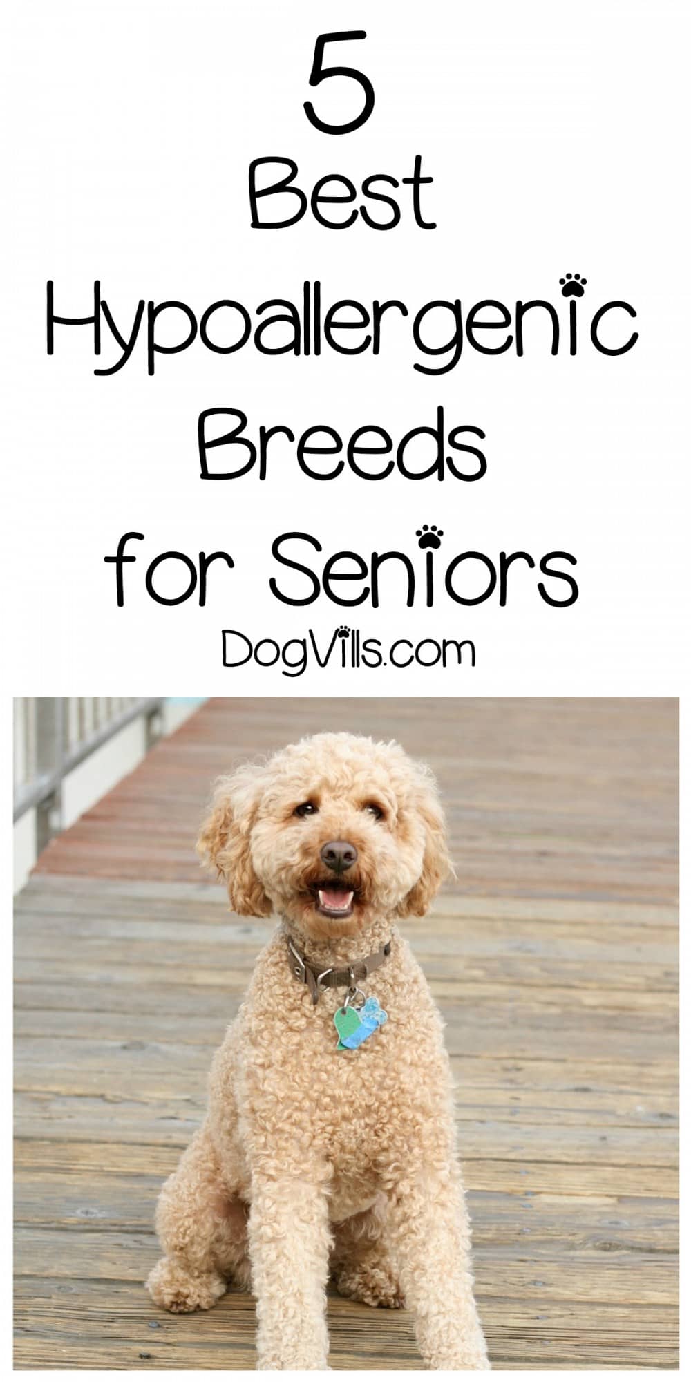 best breeds for seniors 5 best hypoallergenic breeds for seniors dogvills best breeds for seniors 5 best hypoallergenic breeds for seniors dogvills