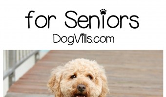 If you are looking for the 5 best hypoallergenic breeds for seniors, lucky for you, I was wondering the same thing. Whether you have allergies or not, a hypoallergenic dog will shed minimally (all dogs shed, there is not one that does not, unless he is hairless). The good thing about these hypoallergenic breeds I talk about below, are that most of them are small enough to be great lap dogs.
