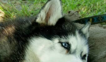 If you have been on the hunt for five fun mental stimulation games for your husky, you have landed in the right place! Keeping your husky on his toes and mentally stimulated is fun! Not only does he need walks and runs to be physically tired, but he needs to be mentally stimulated as well.
