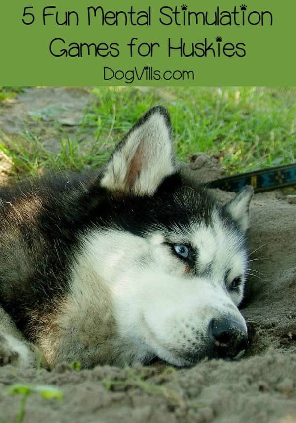 5 Fun Mental Stimulation Games for Your Husky - DogVills