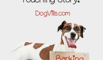 A yearbook is a special memento for any child. It is something they can look back on in years to come. But, have you ever seen a dog in a yearbook before? Well, this is no ordinary dog, of course. Check out this touching story of a boy and his dog!