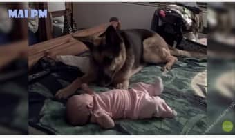 This adorable compilation of German Shepherds playing with and protecting babies shows why they're such amazing family dogs!