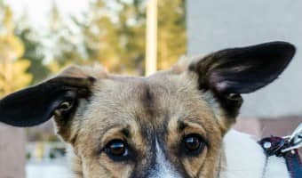 If your dog has ever stood between you and another person, you might have wondered, ‘Is my dog being protective or reacting to my emotions?’ Our first thought might be that he is protective, but that might not be what he is doing. He could be reacting to the "vibes" that you're putting out. Figuring out why your pooch is reacting this way is an important part of dog training. After all, you can't correct the behavior until you understand the cause of it.