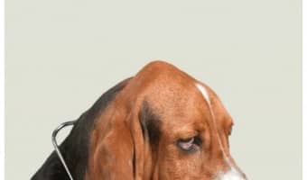 Immunotherapy in dogs is much like immunotherapy in people. We use it to help our dogs' bodies cope with the allergens that set of the cascading allergic response in their bodies. How do you know if it’s right for your dog with allergies? Talking to your vet is the first step. Check out more info on how immunotherapy works for dogs.