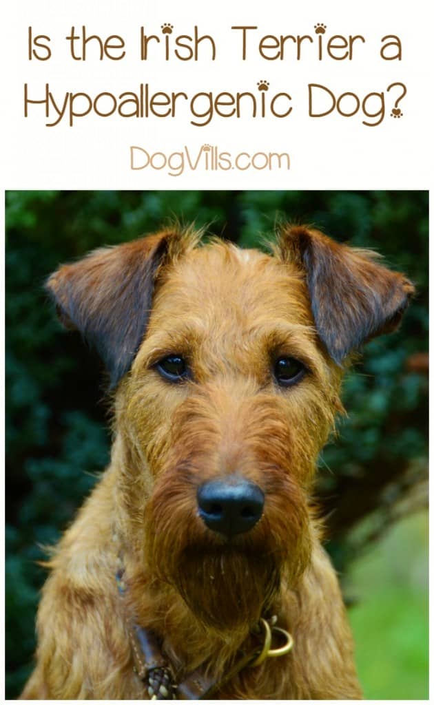 Hypoallergenic Dog Breeds Irish Terrier Hypoallergenic