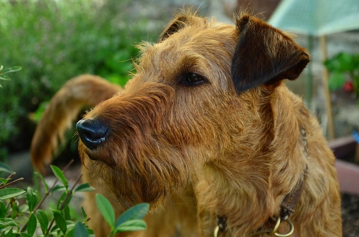 Irish Terriers make great family dogs - for the right family. Irish Terriers don't shed, making them perfect for people who suffer from allergies. They are also highly intelligent, and while that can be a plus, it also serves to strengthen their stubborn streak. Irish Terriers are a good choice for a family looking for hypoallergenic dog breeds that also has previous experience with dogs.